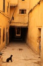 Boy and a cat in the medina