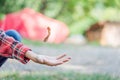 Boy catches brown and yellow maple leaf falling from a tree. Royalty Free Stock Photo