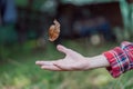 Boy catches brown and yellow maple leaf falling from a tree. Royalty Free Stock Photo