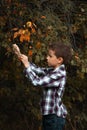 Boy in Checkered Shirt Gathers Rose Hips in Autumn Forest Royalty Free Stock Photo