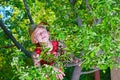 The boy climbed on an apple tree with a hat.