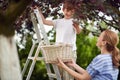 Boy climbed on the ladder picking cherries with his mom. looking each other, smiling