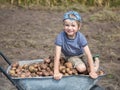 Boy Climbed Onto A Pile Of Freshly Dug Potatoes Loaded Into A Wheelbarrow