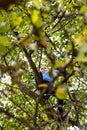 Boy climbing apple tree Royalty Free Stock Photo