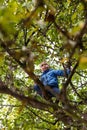 Boy climbing apple tree Royalty Free Stock Photo