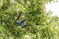 Boy climbing apple tree Royalty Free Stock Photo