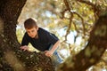 Boy climbing a big tree Royalty Free Stock Photo