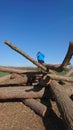 Boy climbing over tree logs