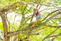 Boy climbing tree in park. Kids explore nature