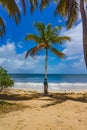 Boy in climbing a tropical palm tree