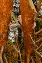 A boy climbs a tree Royalty Free Stock Photo