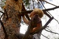 A boy climbs a tree Royalty Free Stock Photo