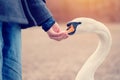 Boy in coat feeding ducks and swans on shore lake on cold  spring day Royalty Free Stock Photo