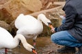 Boy in coat feeding ducks and swans on shore lake on cold  spring day Royalty Free Stock Photo