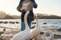 boy in coat feeding ducks and swans on shore lake oin cold spring day Royalty Free Stock Photo