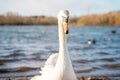 boy in coat feeding ducks and swans on shore lake oin cold spring day Royalty Free Stock Photo