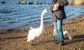 boy in coat feeding ducks and swans on shore lake oin cold spring day Royalty Free Stock Photo