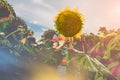 Boy in colorful shirt behind sunflower Royalty Free Stock Photo