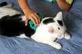 The boy is combing a black and white cat with a green comb Royalty Free Stock Photo