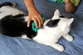 The boy is combing a black and white cat with a green comb Royalty Free Stock Photo