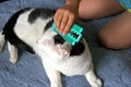 The boy is combing a black and white cat with a green comb Royalty Free Stock Photo