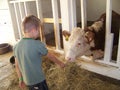 A boy and a cow