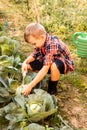 The preschooler with disgust collects cabbage in the garden bed Royalty Free Stock Photo