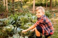 The preschooler with disgust collects cabbage in the garden bed Royalty Free Stock Photo