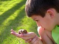 Boy curious of toad Royalty Free Stock Photo