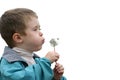 Boy with a dandelion Royalty Free Stock Photo