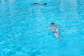 Boy in diving mask swim underwater in the swimming pool Royalty Free Stock Photo