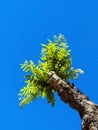 Boy driving on a pruned tree Royalty Free Stock Photo