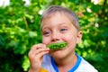 Boy eating a green Peas Royalty Free Stock Photo