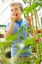 Boy Eating Home Grown Tomatoes In Greenhouse