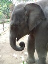 Boy elephant sri lanka zoo Royalty Free Stock Photo