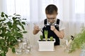 The boy enthusiastically bent with a magnifying glass with cultivated hyacinths and loosened the soil with a spatula