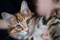 boy face to face with kurilian bobtail kitten. love Royalty Free Stock Photo