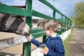 A boy feeding an antelope at the zoo Royalty Free Stock Photo