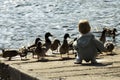 Boy feeding ducks Royalty Free Stock Photo
