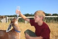 Boy feeding Goat Royalty Free Stock Photo