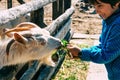 Boy feeding goat Royalty Free Stock Photo