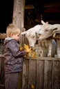 Boy feeding goats. Royalty Free Stock Photo