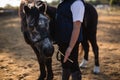 Boy feeding the horse in the ranch on a sunny day Royalty Free Stock Photo