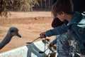 Boy is feeding an ostriche, Oudtshoorn, South Africa Royalty Free Stock Photo