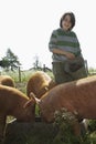 Boy Feeding Pigs In Sty