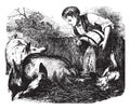 Boy feeding pigs, vintage illustration