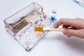 A boy feeding and taking care of ants messor in acrillic ant farm, formicarium