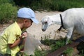 Boy feeding white goat