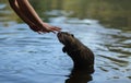 Boy feeds a beaver rat