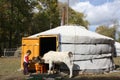 A boy feeds a calf in front of the nomadic ger (tent), Tuv, Mongolia. Royalty Free Stock Photo